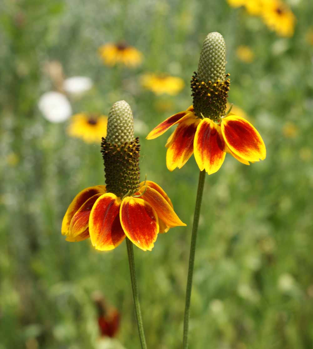 Mexican Hat