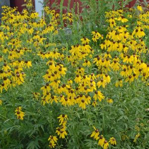 Grey-headed Coneflower