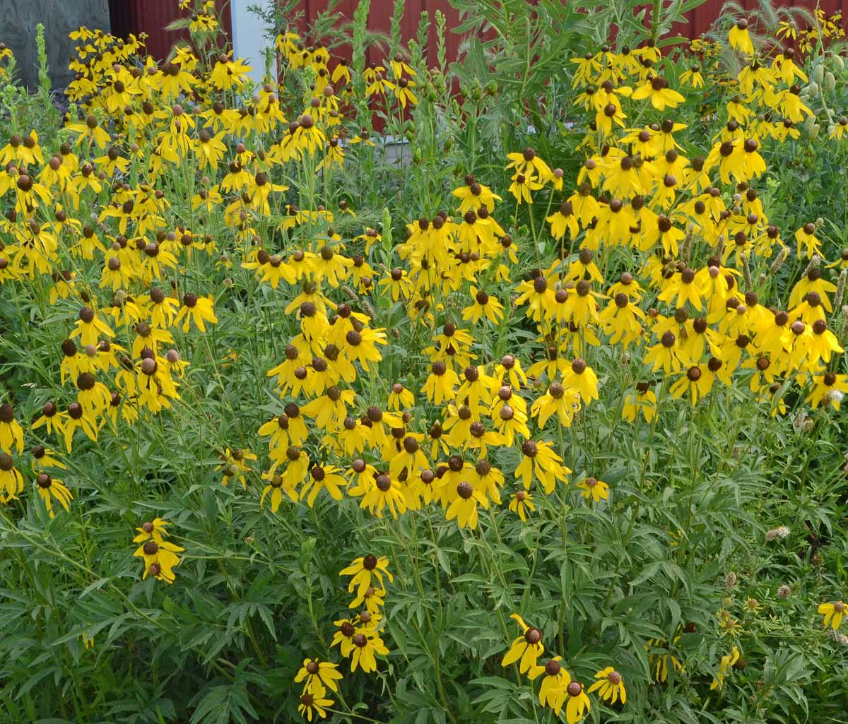 Grey-headed Coneflower