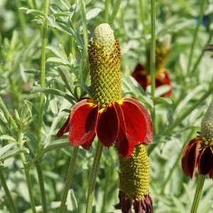 Dwarf Red Coneflower
