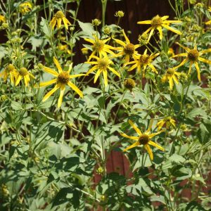 Cutleaf Coneflower