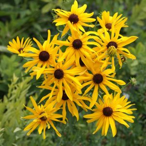 Sweet Black-eyed Susan