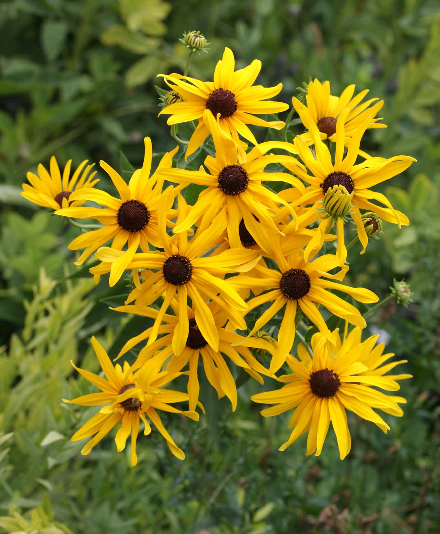 Sweet Black-eyed Susan