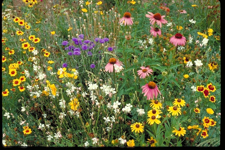 Southeast Value Mix