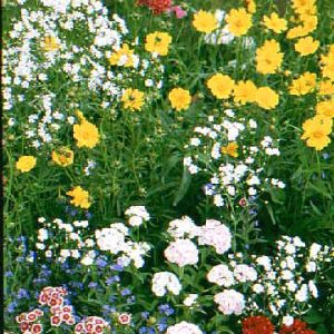 Shade Mix
