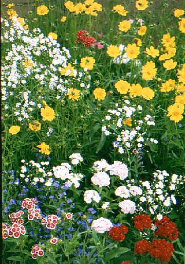 Shade Mix