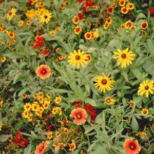Short Prairie Flower & Grass Mix