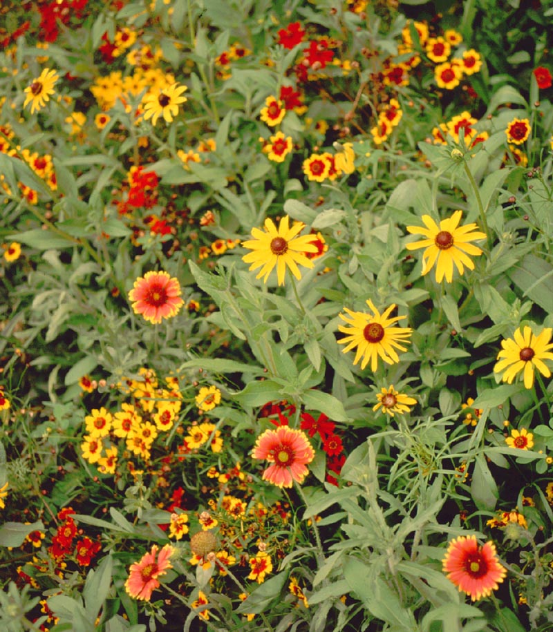 Short Prairie Flower & Grass Mix