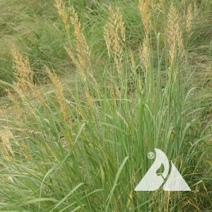 Indiangrass