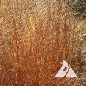 Little Bluestem