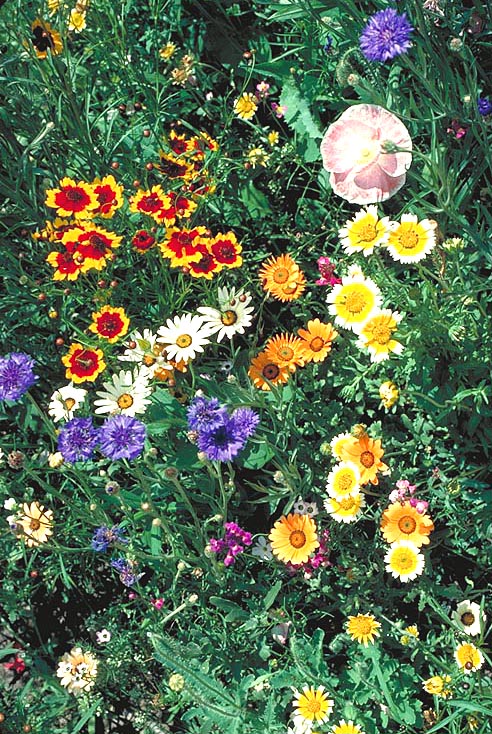 Southwest Value Mix