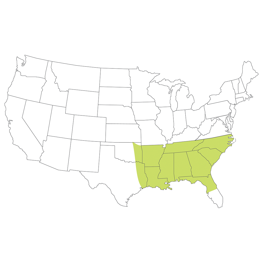 Southeast Native Grass Mix