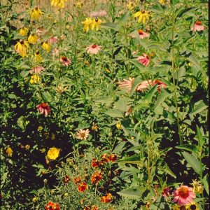 Tall Prairie Flower + Grass Mix