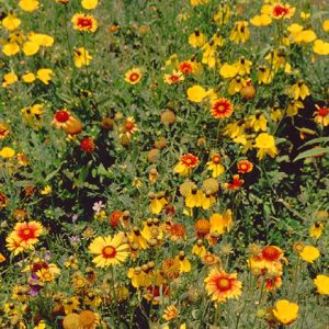 Western Xeriscape Mix