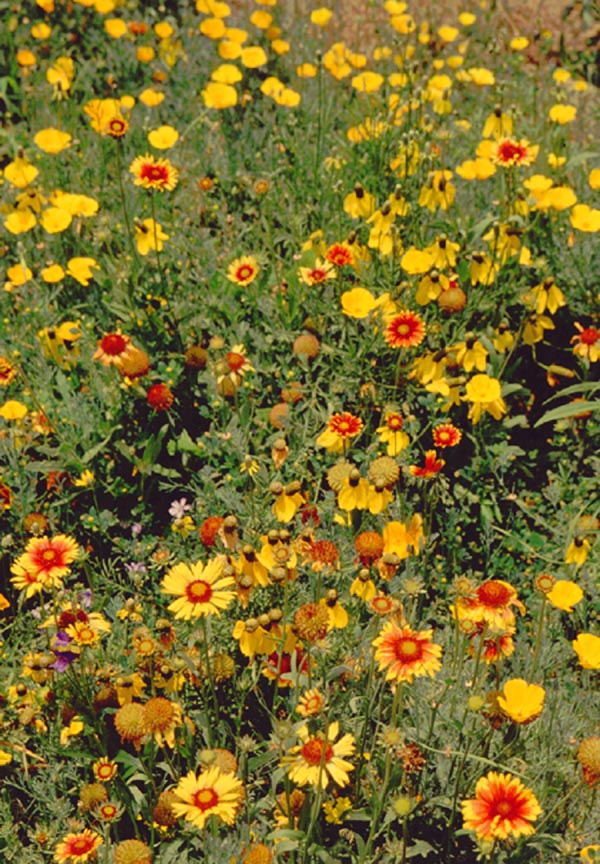 Western Xeriscape Mix