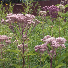 Wet Meadow Mix