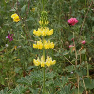 Yellow Lupine