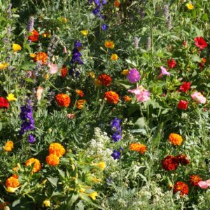 Special Use & Pollinator Mixes