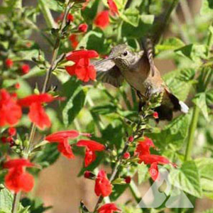 Hummingbird Mix
