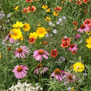 Honey Bee Flower Seed Mix