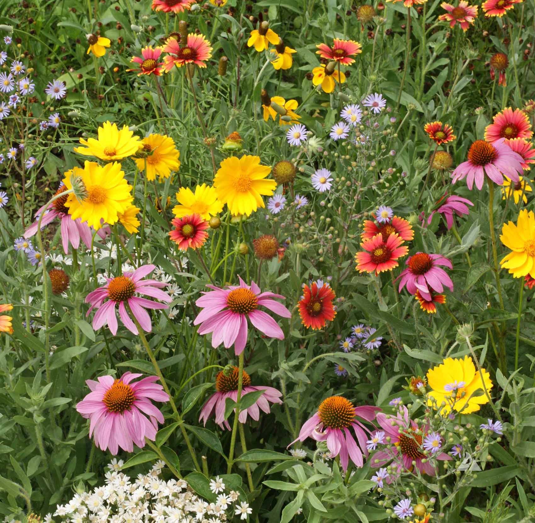 Honey Bee Flower Seed Mix