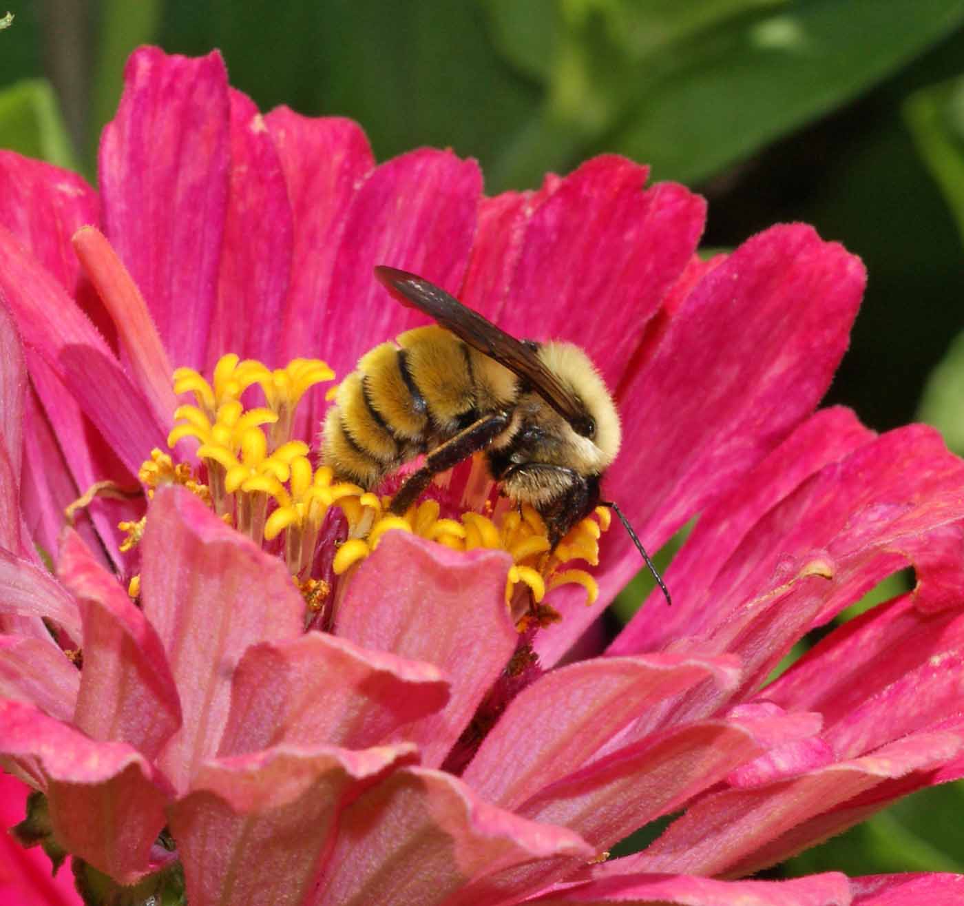 Bumble Bee Buffet