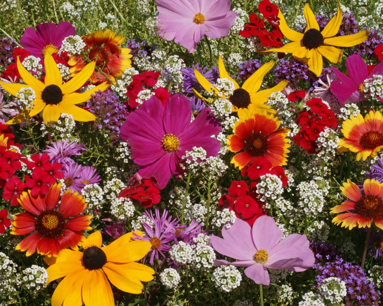 Butterfly Mix