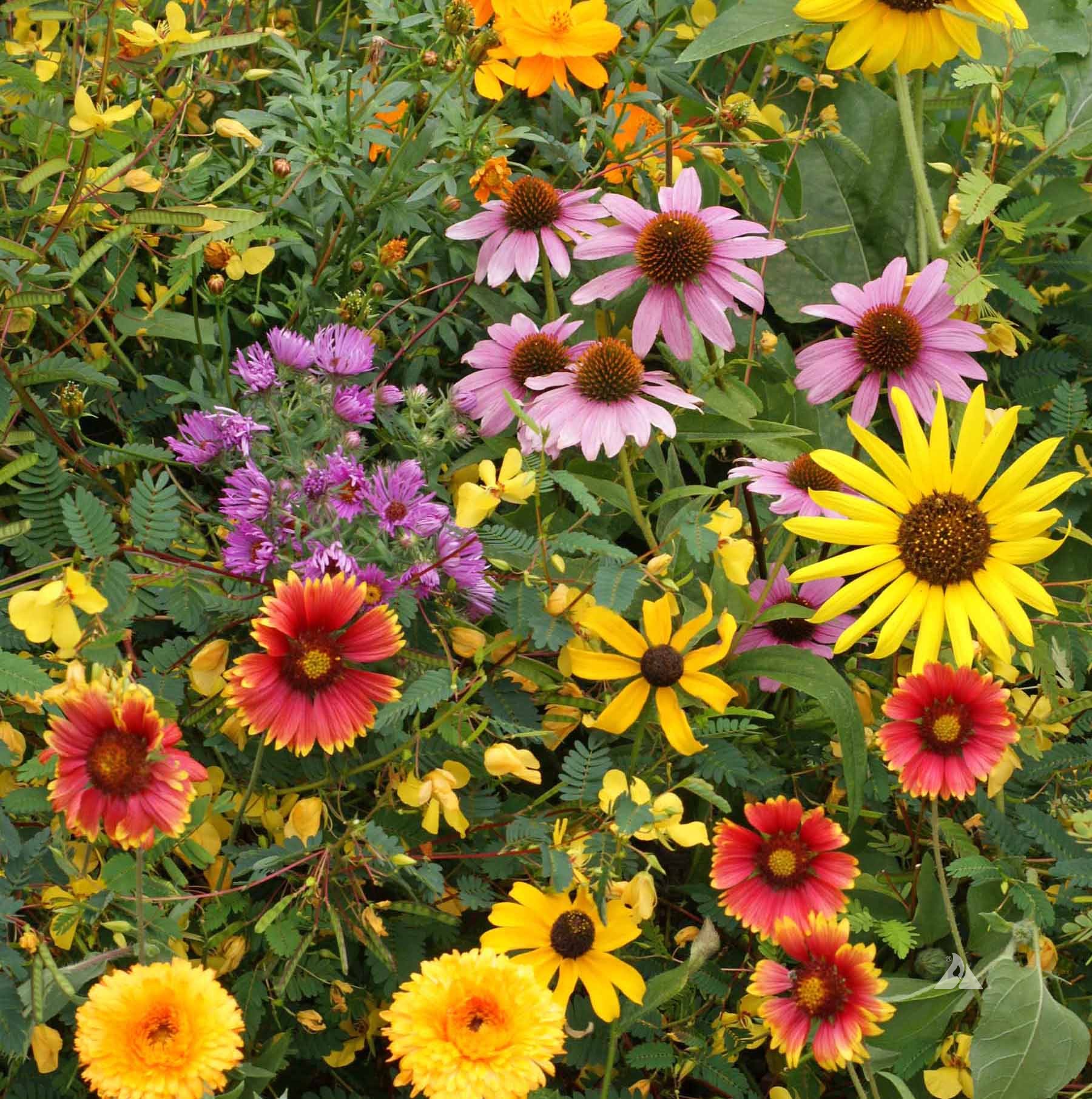 Bird Lover's Seed Mix