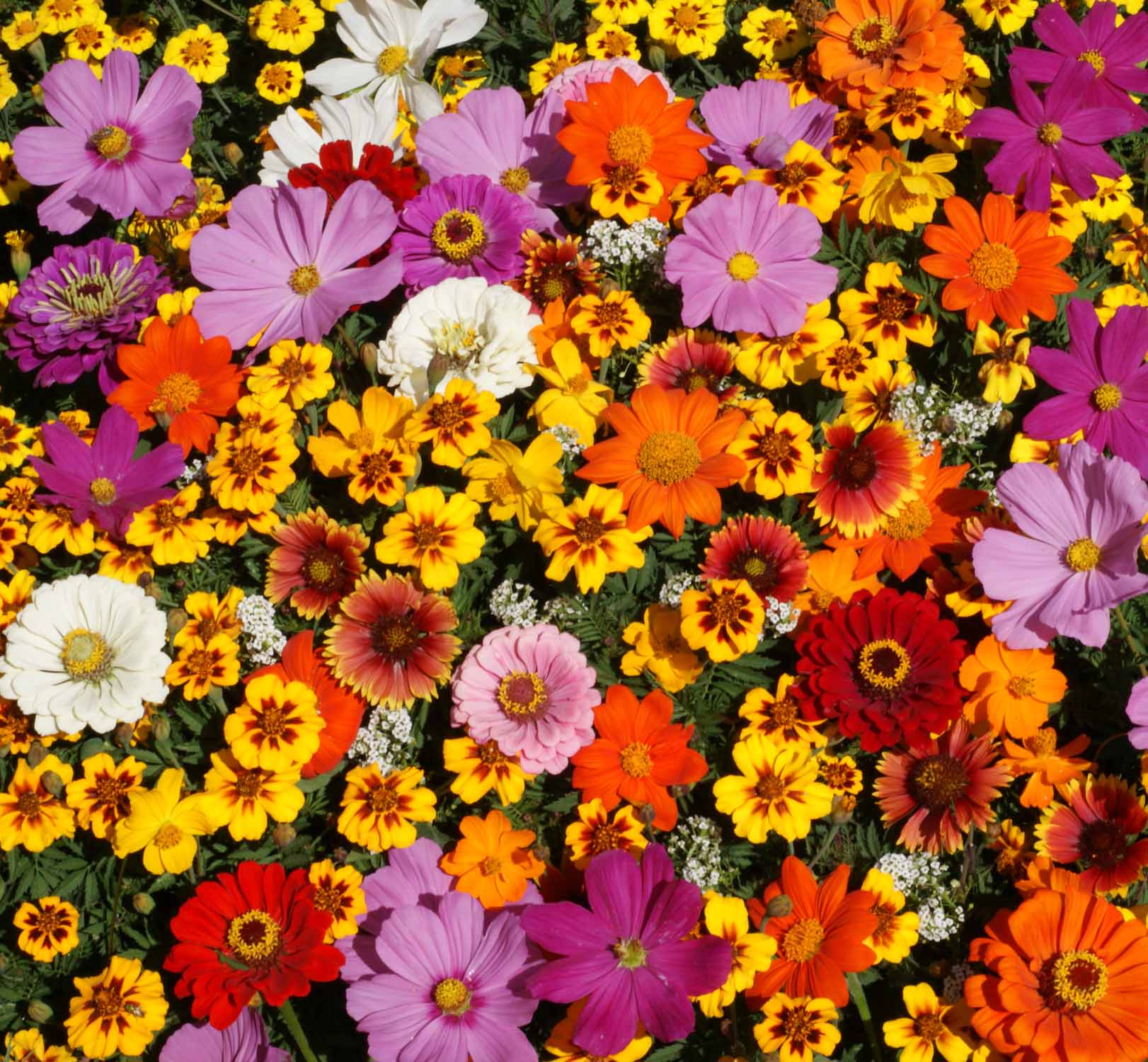 Monarch Garden Seed Mixture