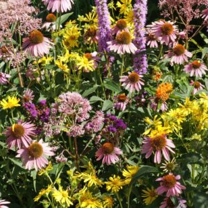 Native Flower Seed Mix For Monarchs