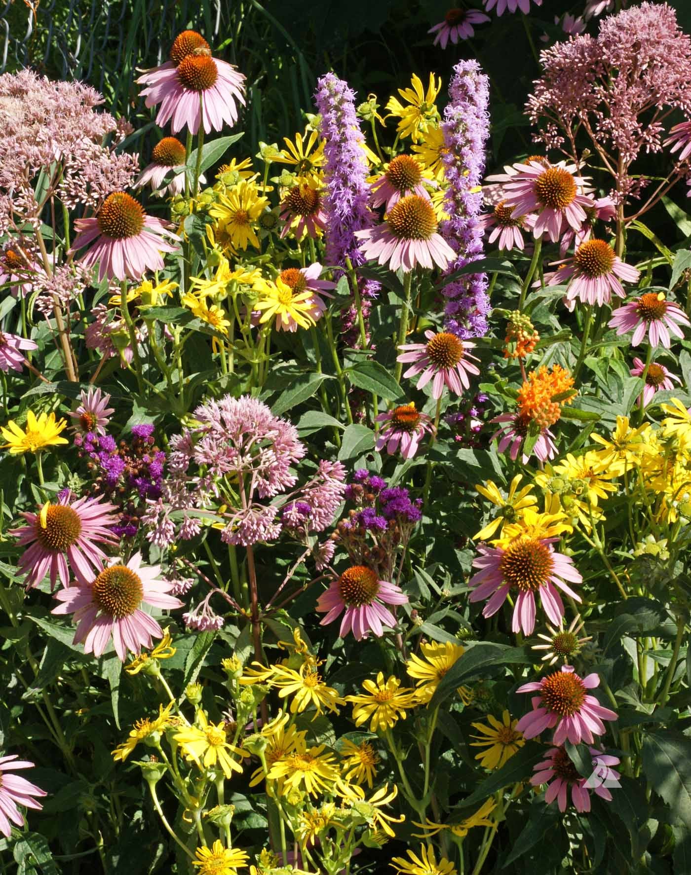 Native Flower Seed Mix For Monarchs