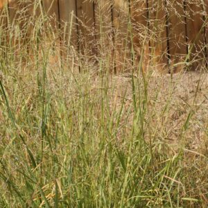Sand Dropseed
