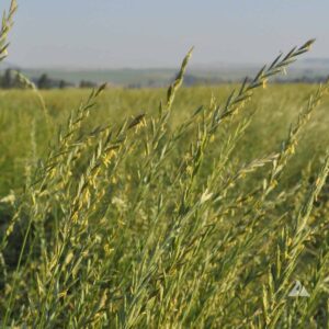 Western Wheatgrass